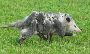 Opossum litter 6-20-16