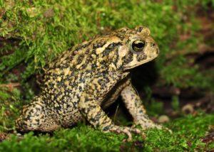 1  Amer. toad- adult