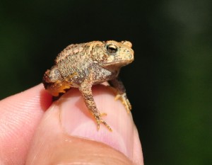 2  baby toad