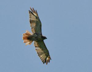 2nd summer red-tail