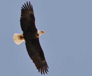 bald eagle adult