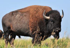 2 Prairie Icon - mature bull