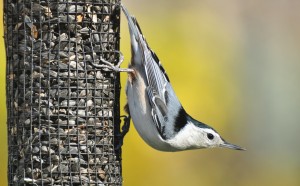 white-breasted-nuthatch