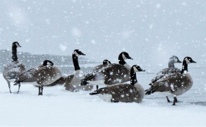 winter-wonderland-canada-geese