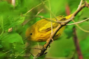 Yellow warbler 5-6-17