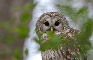 barred owl - Clayton Cty.
