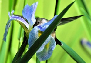 4 Hummingbird & Blue Flag