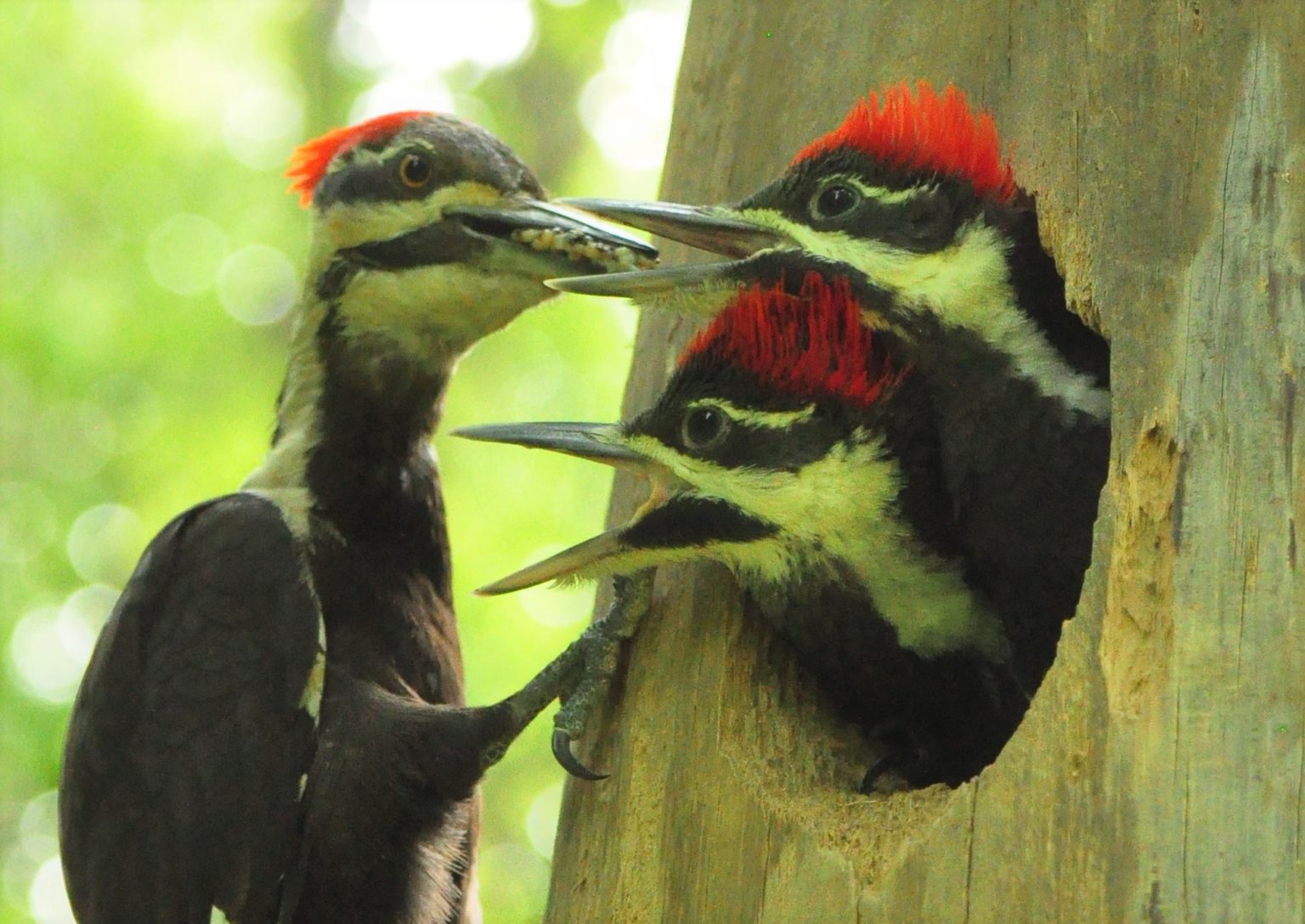 Living With Woodpeckers - Iowa Wildlife Federation