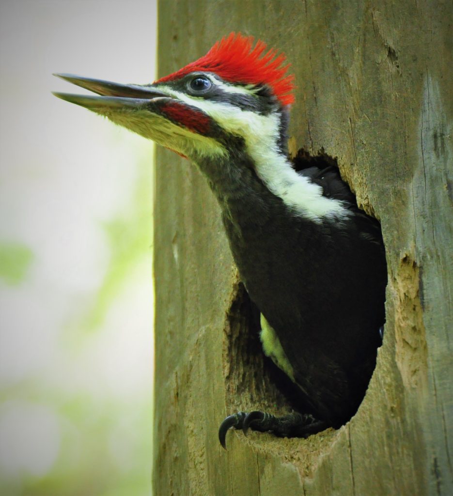 Living With Woodpeckers - Iowa Wildlife Federation