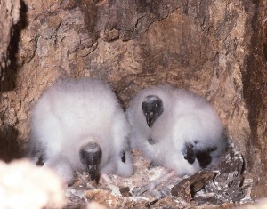 3 vulture chicks