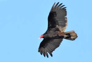 4 Vulture turkey soaring