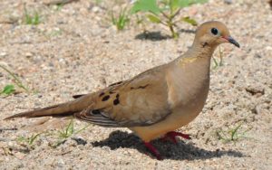 1 Mourning dove