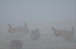 Misty Morning Display - Prairie Chickens LW