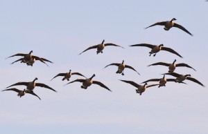 1 Canada geese - Descending to the Decoys