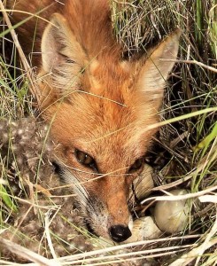 2 - Red fox & BWT nest