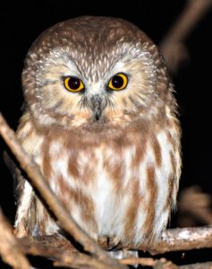 2 Saw whet owl - Cerro Gordo Cty.