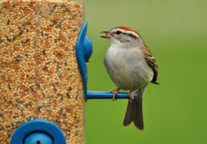 4 -Chipping sparrow @ feeder