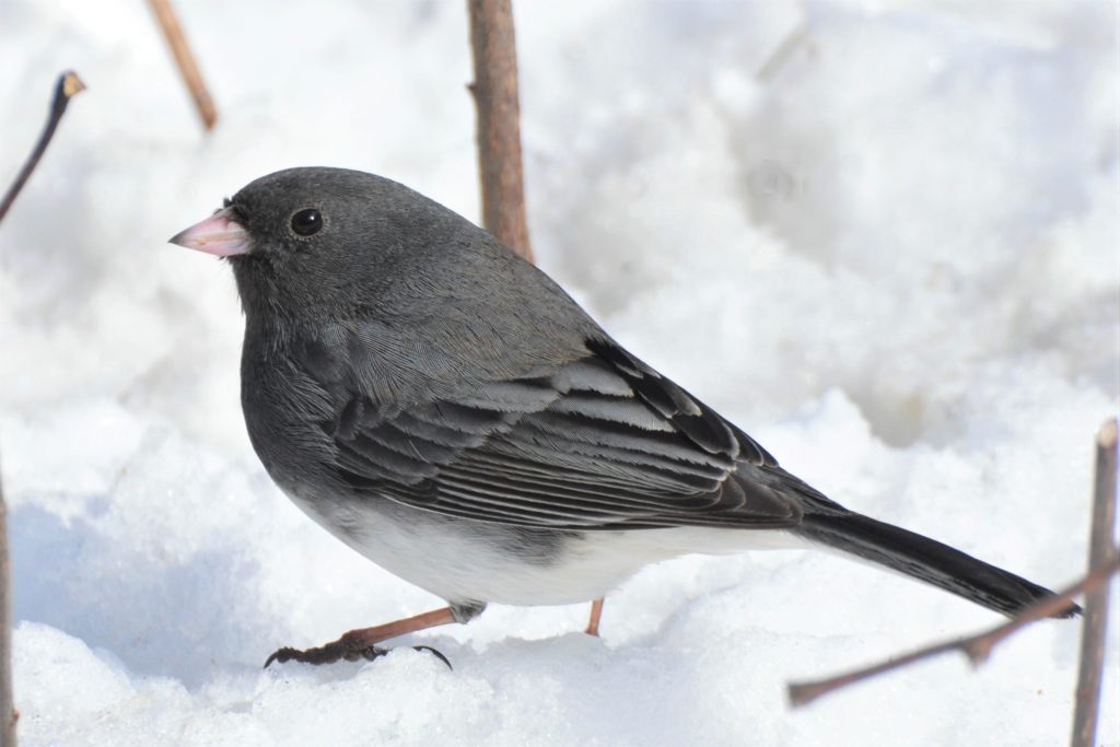 Thank God for Sparrows - Iowa Wildlife Federation