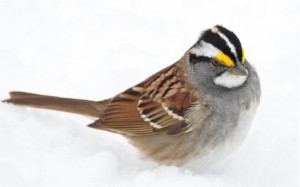 6 - white-throated in spring snowstorm