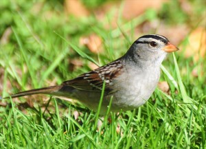 8 - white-crowned sparrow