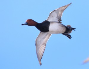 1 Fly by - redhead drake