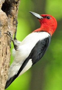 1 Red-headed Woodpecker - Adult 6-18-2018