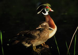 Late Nesters - Wood Ducks - 6-1-2018