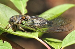 1 Annual cicada - singing male