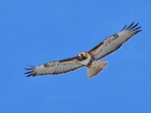 2 Formidable Predator - Red-tail soaring