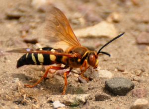 2 Giant cicada killer wasp