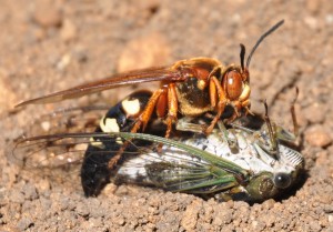 2 cicada killer & cicada
