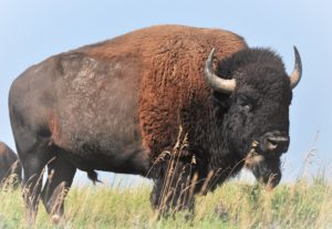 2 Prairie Icon - mature bull