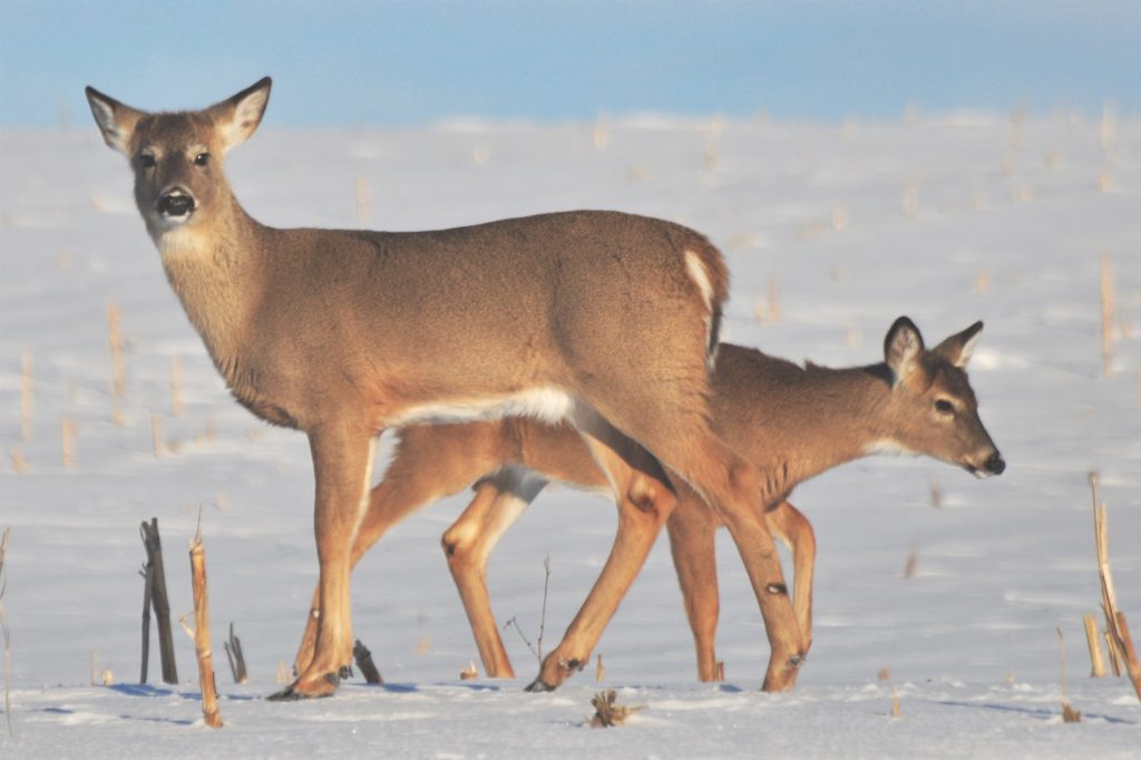 Late Deer Season Iowa Wildlife Federation