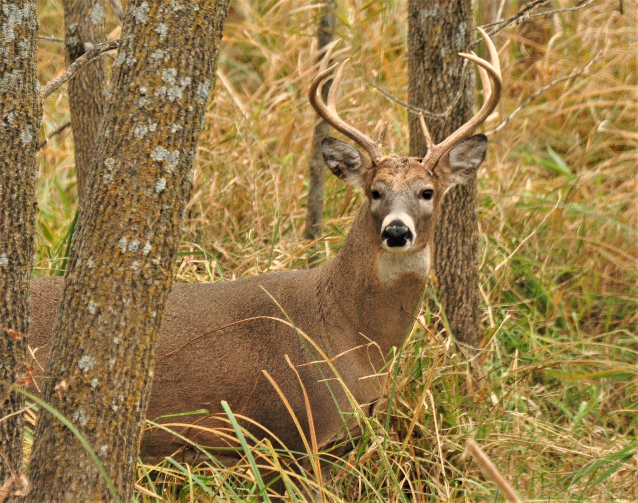 Archery Deer Season Iowa Wildlife Federation