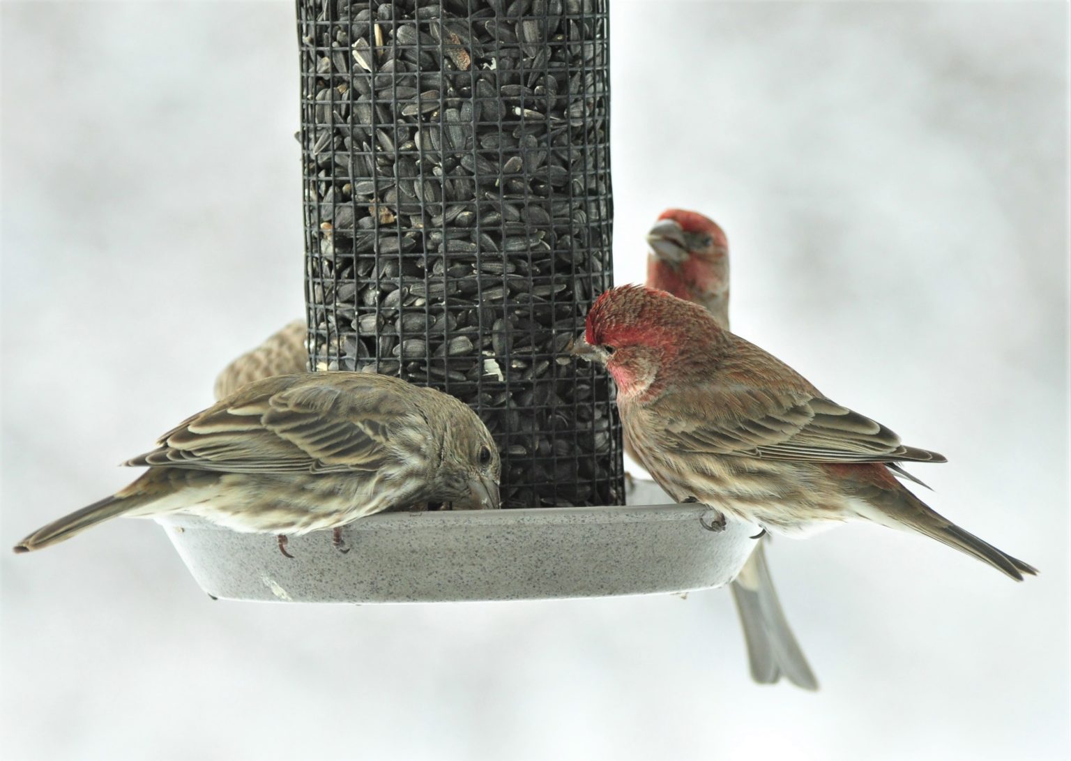 How to Quickly Identify Red Finches - Iowa Wildlife Federation