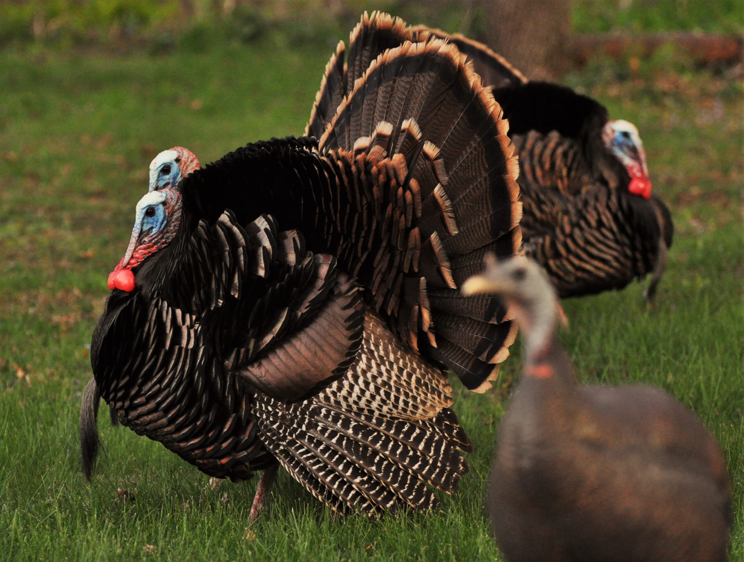 2021 Spring Turkey Season Iowa Wildlife Federation