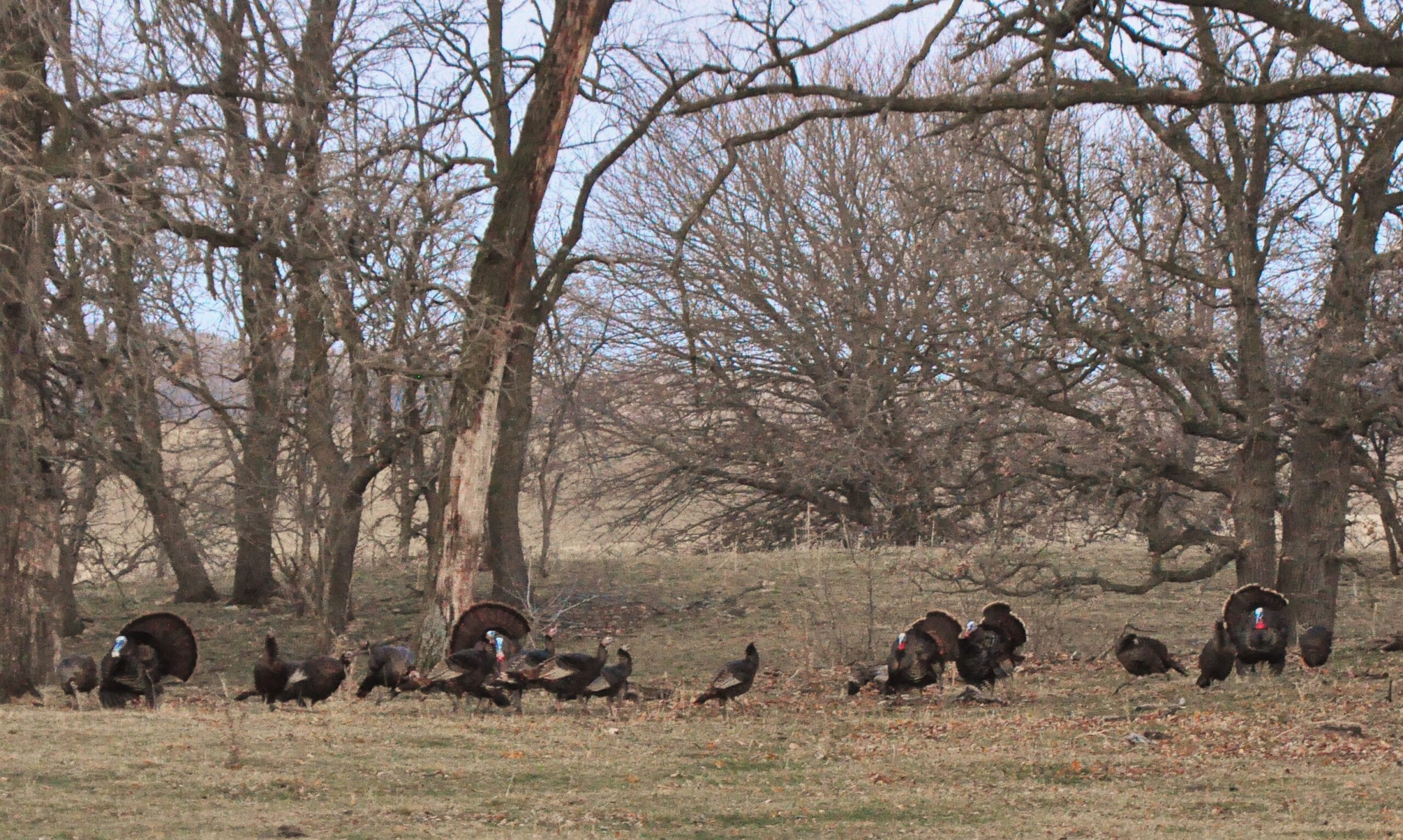 2021 Spring Turkey Season Iowa Wildlife Federation