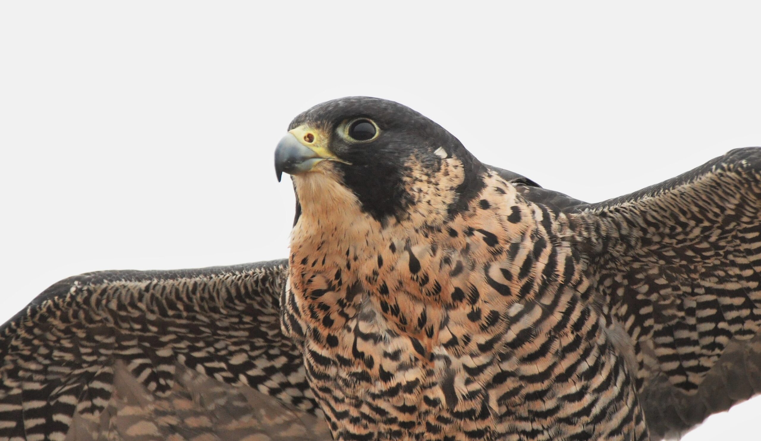 Peregrine Falcon  The Nature Conservancy