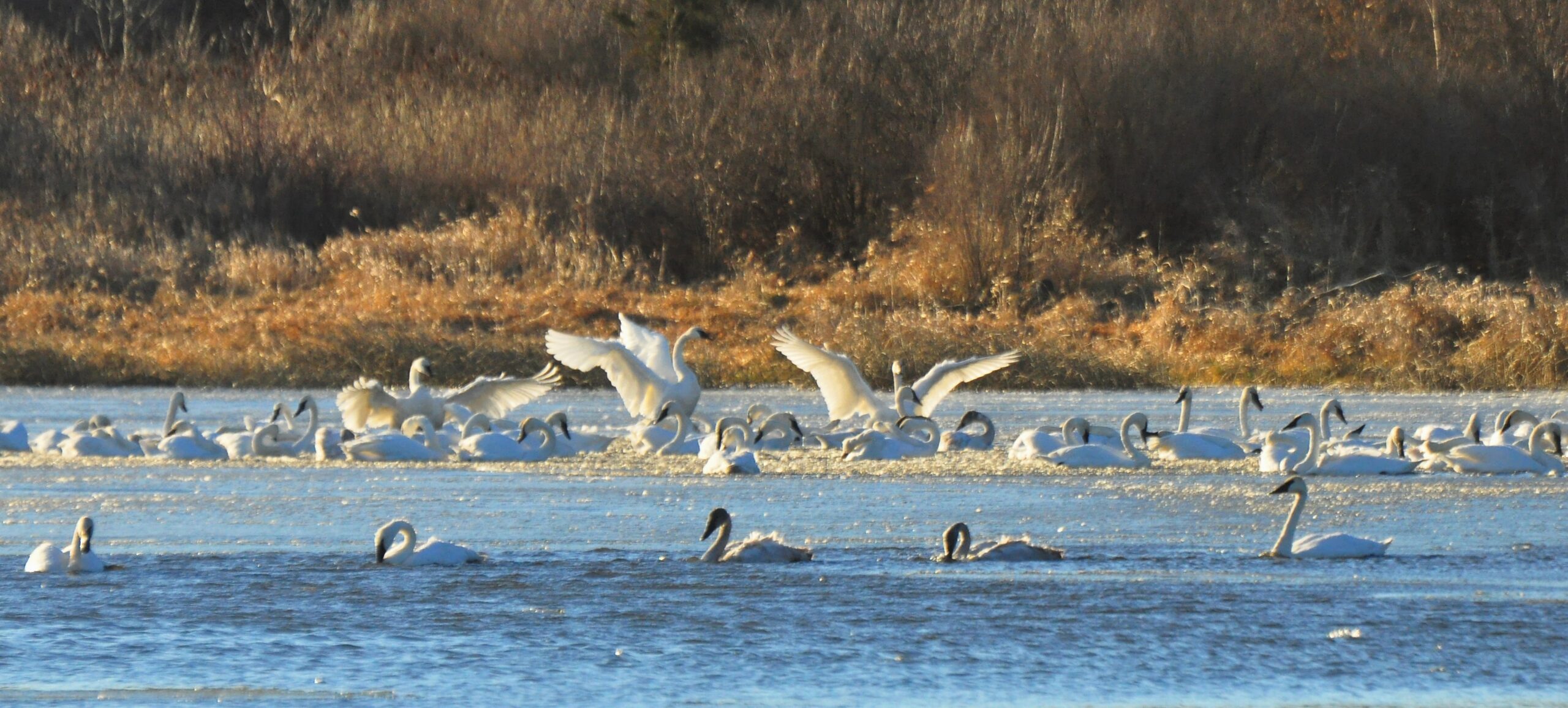 Wind Driven Swans - Iowa Wildlife Federation