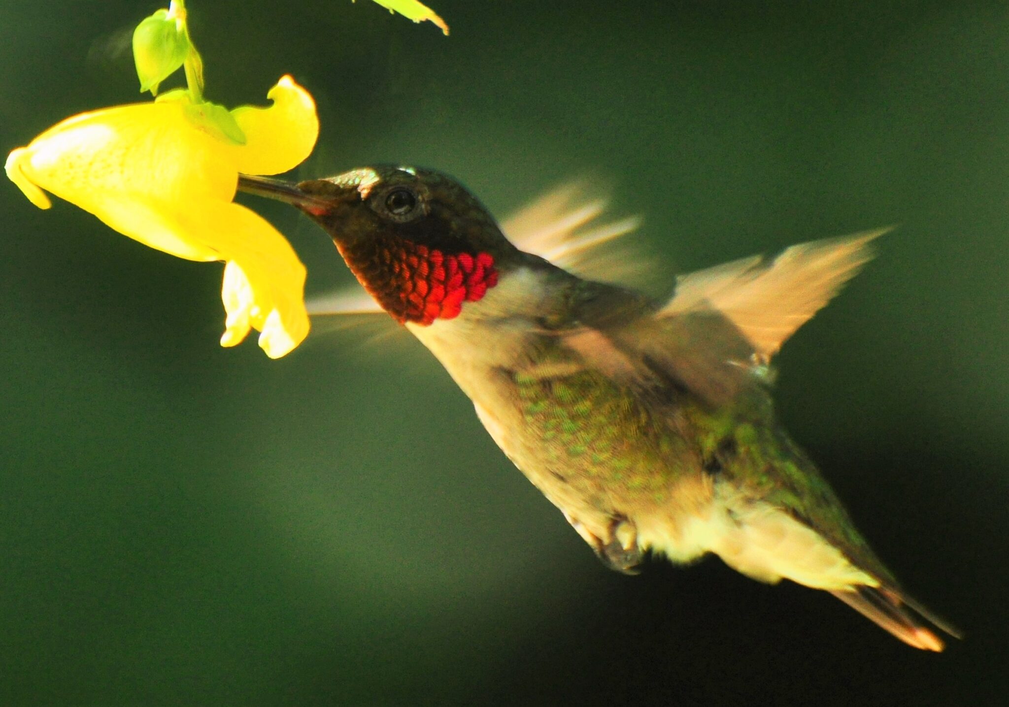 Iowa Hummingbird Migration is Underway Iowa Wildlife Federation