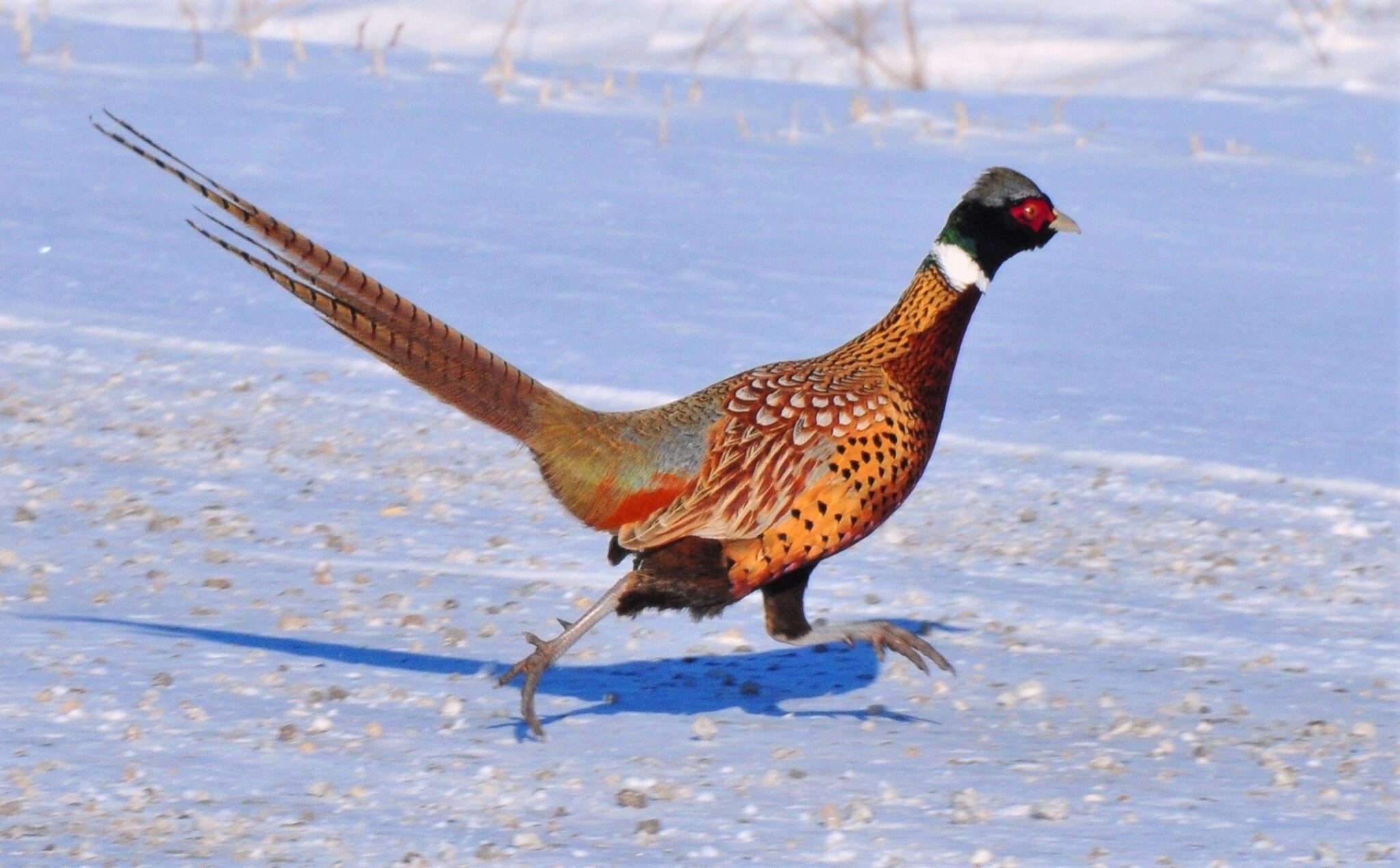 Iowa Pheasants Season Past & Season Ahead Iowa Wildlife Federation