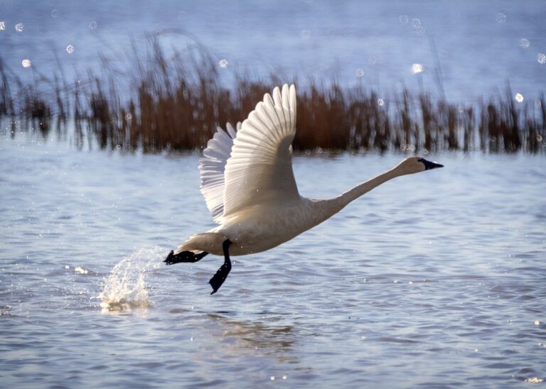 trumpeter swan in wetland